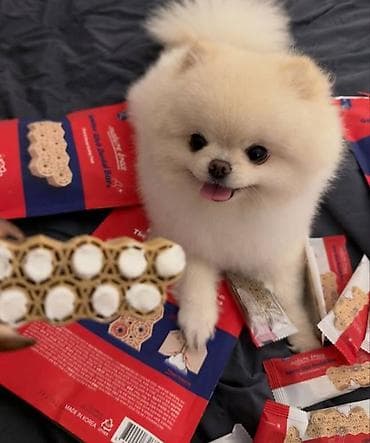 Pudel, 2 ay, Dişi, Sənədli, Ünvandan götürmə lalafo.az -da Pudel, 2 ay, Dişi, Sənədli, Ünvandan götürmə