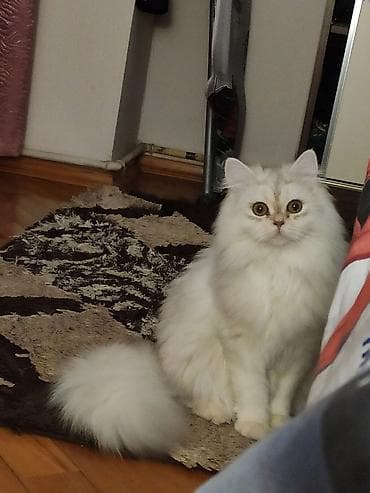 ucuz pişik: Şinşilla, Dişi — 1