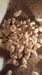 Inəklər, öküzlər: Ətlik, Rayonlara çatdırılma — 2