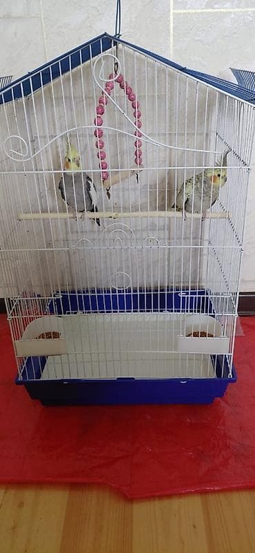 quşlar: Iki eded korella fere xoruz saglam quslardi cutu 130 manata qefesle — 3