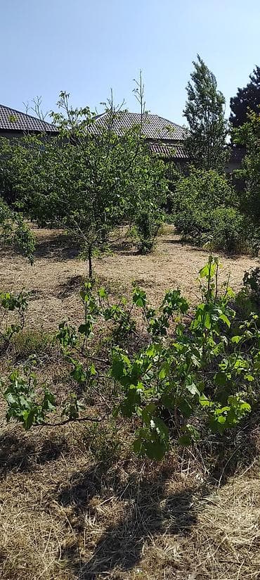 uzum tingi: Sumqayıt şəhər Corat bağlarında 21ci mikrorayon deyilən ərazidə — 1