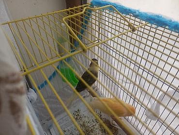 kepenek sekilleri: Məhsul: Kanareyka quşları (sarı, ağ-sarı, qara-çəhrayı naxışlı və — 2