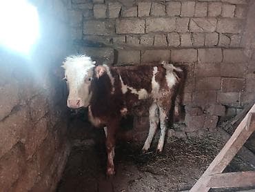 Quzu: 3 dene super erkey danlar — 6