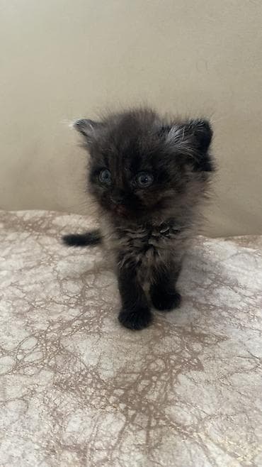 Salam pişiy balaları satılır şotland əyri və dik qulaqdi — 2