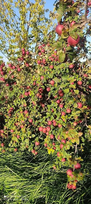 bağ alətləri: 🍎 Satılır Bağ – Qızıləhməddi Alma Bağı🍎 Əla fürsət! Məhsuldar və — 1