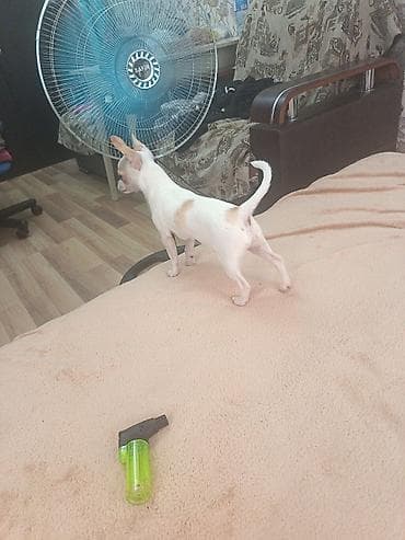 İtlər: Çixuahua, 4 ay, Dişi, Peyvəndli, Ödənişli çatdırılma — 4