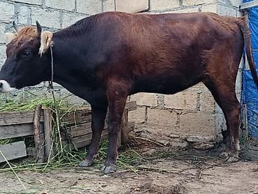 Inəklər, öküzlər: 140 kiloluq kesimliy düyə - Cins: yerli qarışıq - Rəng: tünd — 2