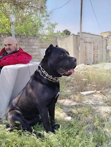 saf su: Kane-Korso, 3 ay, Erkek, Sənədli, Pulsuz çatdırılma, Ödənişli çatdırılma — 2