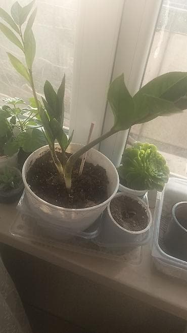 ev gulleri ve adları: Otaq bitkiləri kolleksiyası – şirəli və asan qulluq tələb edən növlər — 2