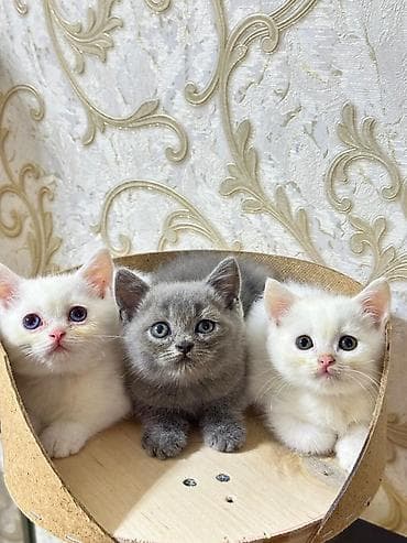 siam pişiyi: Britan — 7