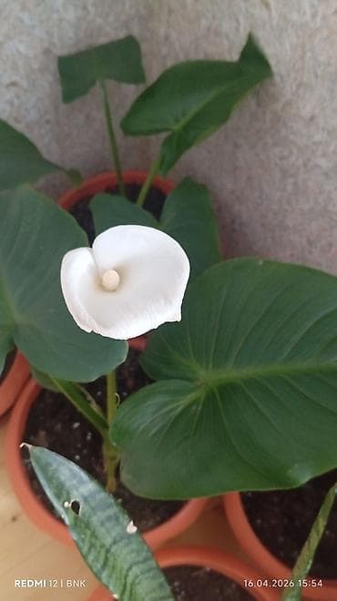 otaq bitkilərinin adları: 6 eded dicəkdə hazir vezyetde gul satilir catrlma daxil qiymet Ev — 6