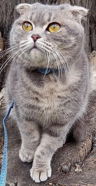 Şotland yastı qulaq, Dişi