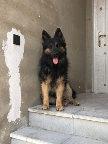 немецкие овчарки щенки купить: Немецкая овчарка, 1 год, Самец, С прививками, Самовывоз — 1