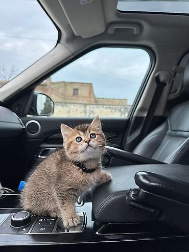 ev heyvanları: Qızıl şinşilla, Yaxşı əllərə — 4