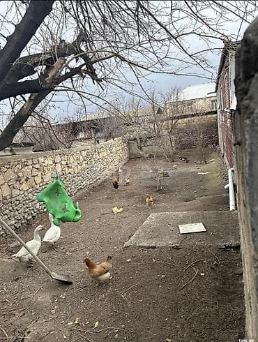 astarada evler: 10 otaq, 600 kv. m, Kredit yoxdur, Orta təmir — 5