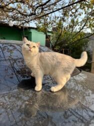 pişik erkek: Britan, Erkək — 2