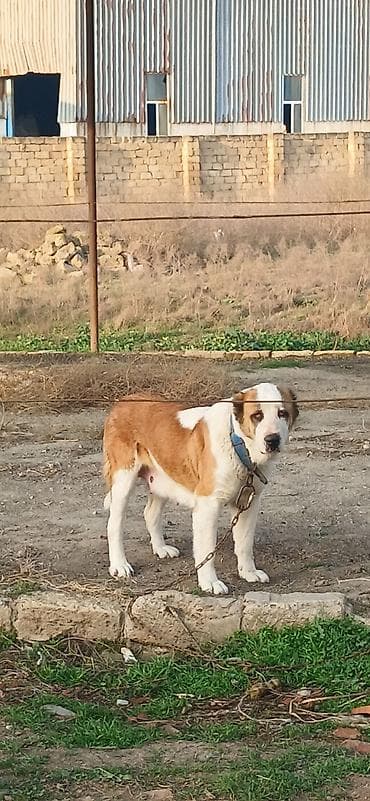 şpits itleri: Alabay, 3 il, Dişi, Peyvəndli — 3