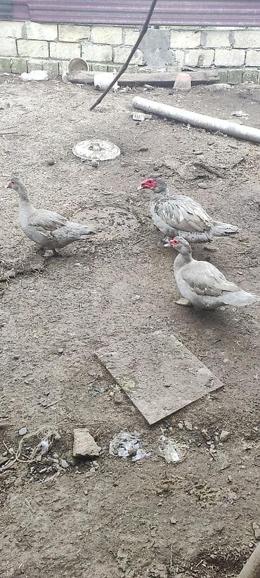 Собаки: Saf qan Lavanta ördək balası — 3