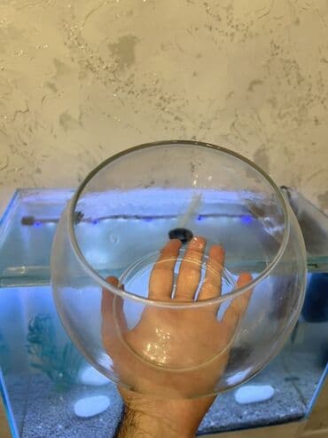 3D panellər: Yumru akvarium, Boş, 3 l — 1