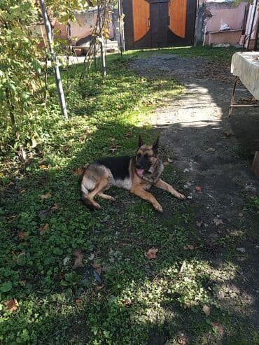 bakida cins ineklerin satisi: Alman çoban iti, 1 il, Dişi, Peyvəndli, Ünvandan götürmə — 4