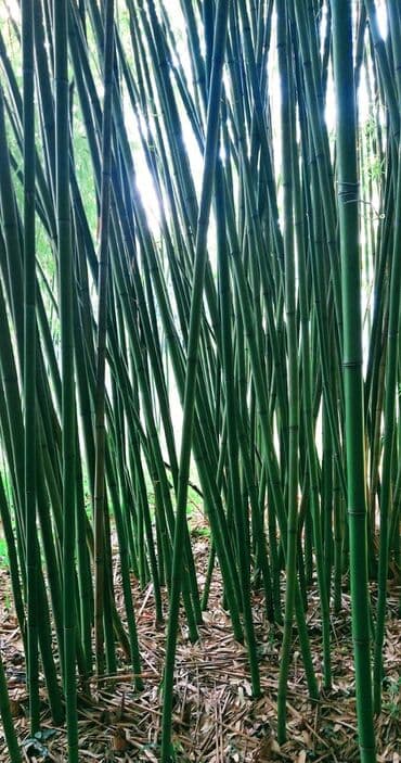 bambuk satisi: Bambuk şüaları – təbii, möhkəm və çoxməqsədli Məhsul təsviri: - — 6