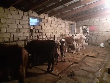 Птицы: Теленок, Самка, месяцев: 1, 100 кг, Для мяса, Самовывоз, Платная доставка — 3