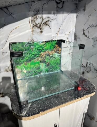 купить аквариум в баку: Salam Akvarium yenidir Şəkildə gördüyünüz aparatları üzərində hədiyə — 3