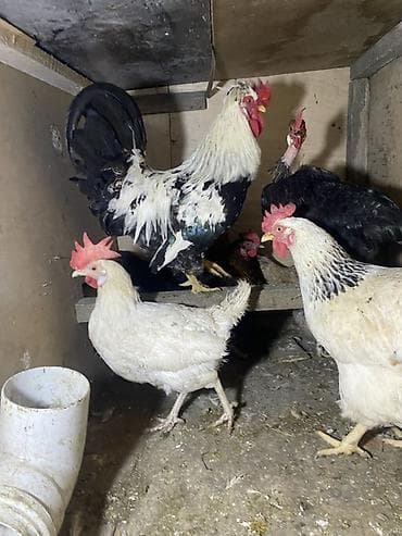 Xoruz satılır 1 ilkesi Cox aktiv xoruzdu