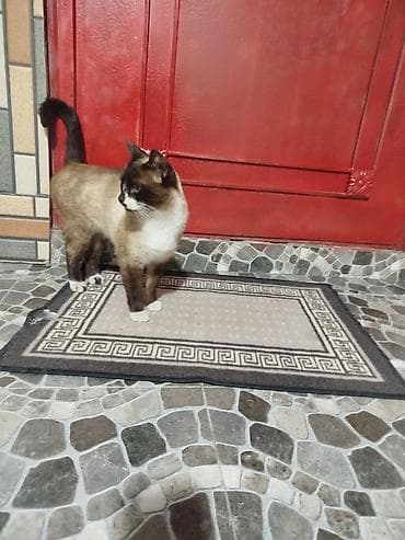 pisik latok: Siam — 1