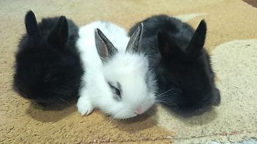 dovşa: Yerli ile karlikin qarişiqi. Tek 8azn. Top. Razilasma yolu ile — 7