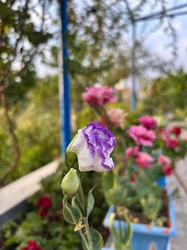 Bitki dərmanları: Lisianthus (Eustoma) fidanları – rəngli kəsim və bağ gülləri Eustoma — 8