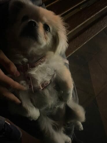 пекинес цена в баку: Pekines, 4 ay, Dişi, Peyvəndli — 4