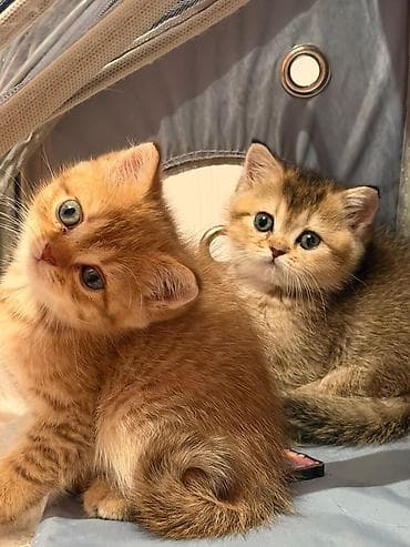 golden şinşilla: Şinşilla — 2