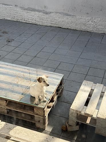 Cek rassel teryer, 3 ay, Erkek, Ünvandan götürmə — 3