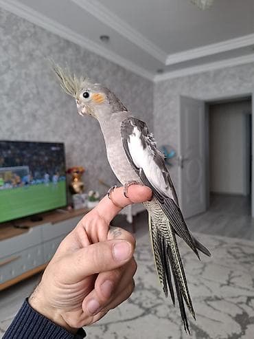 xacmaz heyvan bazari: Salam. 1 ay 20 gunluk karella balasi. oz quzumun balasidi. yeme dusub — 4