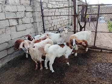 keçi satanlar: Salam bu gördüynuz keciler satilir hamsi bir yerde 4 anadir 4 bala — 3