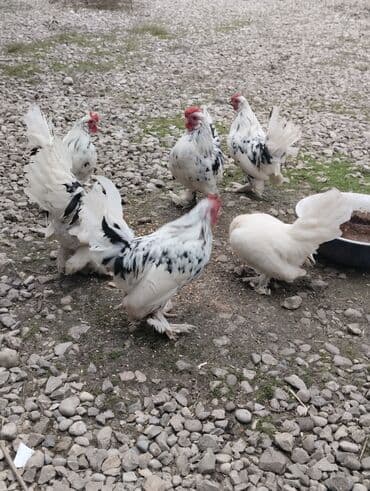 Индюшки: Курица, Для разведения — 1