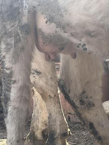 balali inək: 1 ci qarına ağır boğaz Südlük inək – ağ rəngli, qısa buynuzlu. Orta — 5