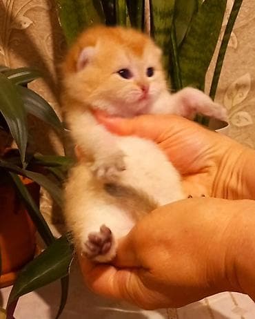 siam pişik: Erkək, Yaxşı əllərə, Ünvandan götürmə — 3