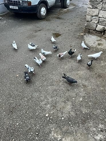 qus qefesi satilir: Salam. Heyvanlar. 10.15.20. Arası. Ünvan. Sabunçu kom. 10 mdan. Tək — 2