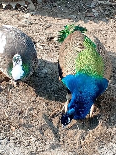 cins buzovlar: Məhsul: Təbiət guşəsi və ya fərdi təsərrüfat üçün tovuz quşları (1 — 4