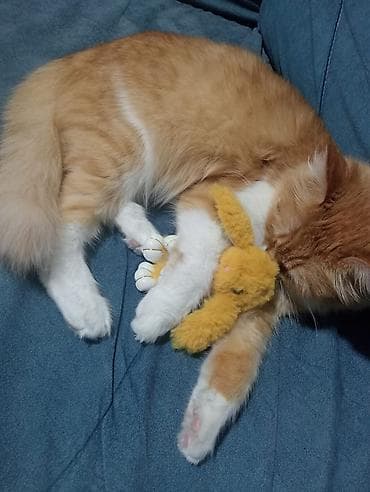 lalafo pisik satisi: Dişi, Yaxşı əllərə, Pulsuz çatdırılma — 3