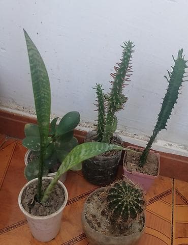 101 gül: Pul gulleri 5azn, sansevieria opuntia subulata4azn,kaktuslar3azn.Son — 5