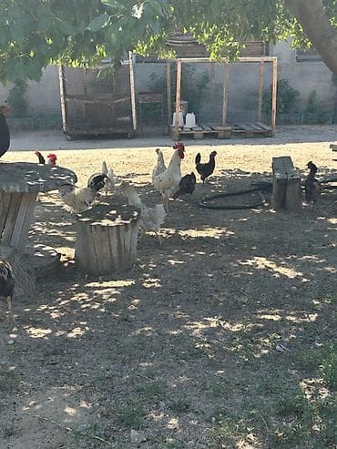 hindquşu: Salam Gördüyünüz heyvanlar satılır 1 cüt hindquşu 160 manat 5 dene — 6