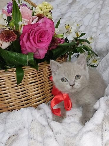 at satisi: Britan, Dişi, Pulsuz çatdırılma — 5