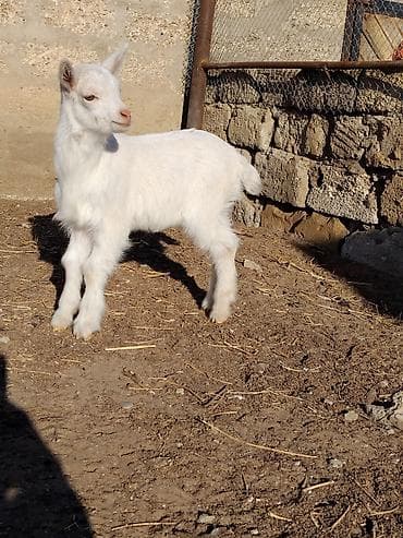 Balıqlar: Erkək saanen çəpişi.25 günlükdür.Üçəm doğulublar.Anasının süd verimi — 2