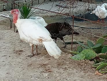 it ucuz: Dişi, Ətlik — 2