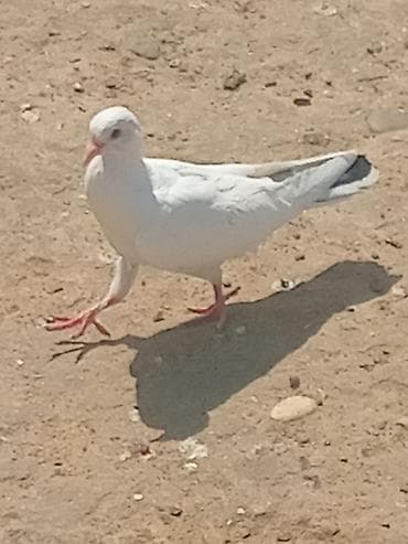 goyercin sekli: SALAM.sirf tutulmalar hamisi qeneddidi skoc vurub satiram kim istese — 10