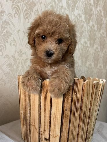 Pudel, 1 ay, Dişi, Peyvəndli