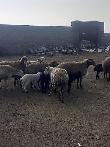 Salam 10 ana 10 bala balalar 2 aylıqdı analarda bordag heyvanlardı